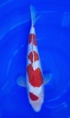Koi