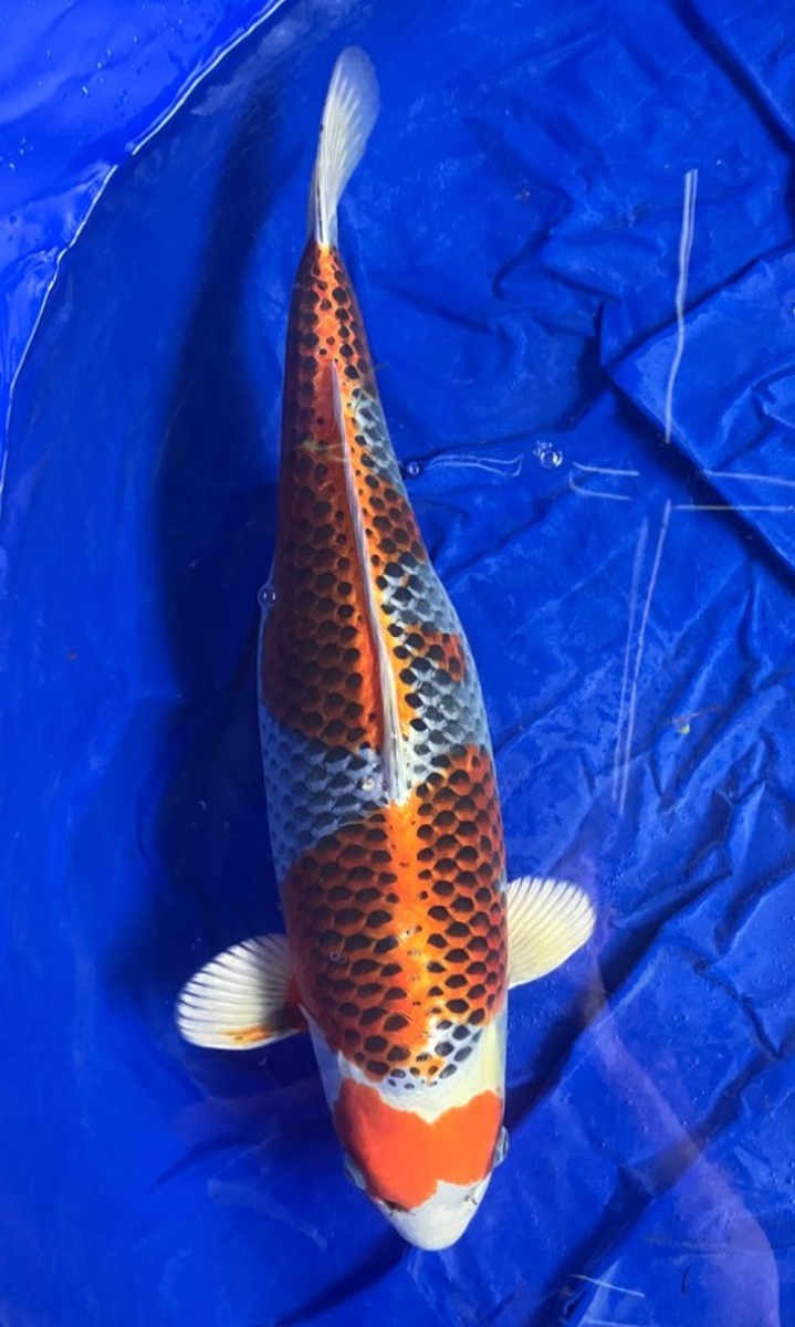 Koi picture