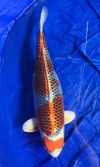 Koi