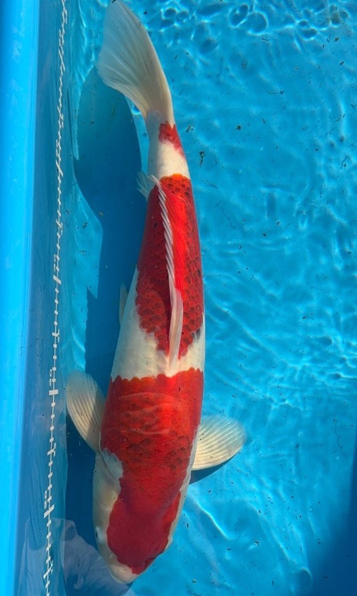Koi picture