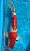 Koi
