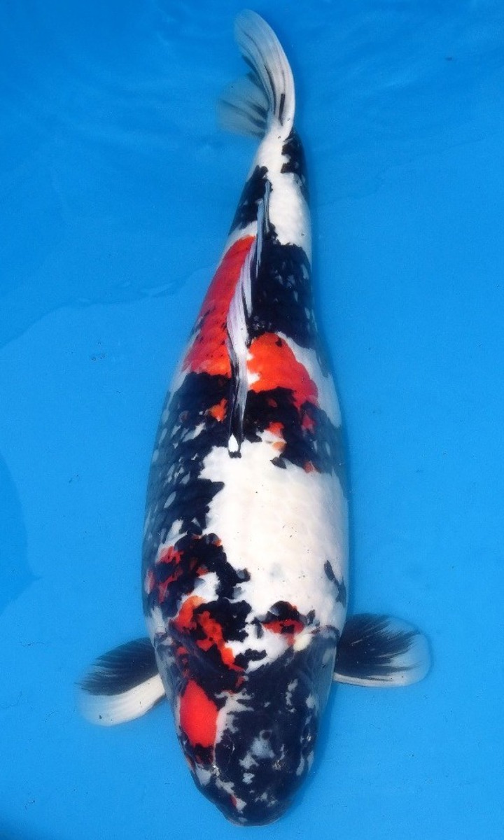 Koi picture