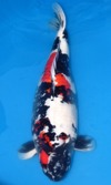 Koi