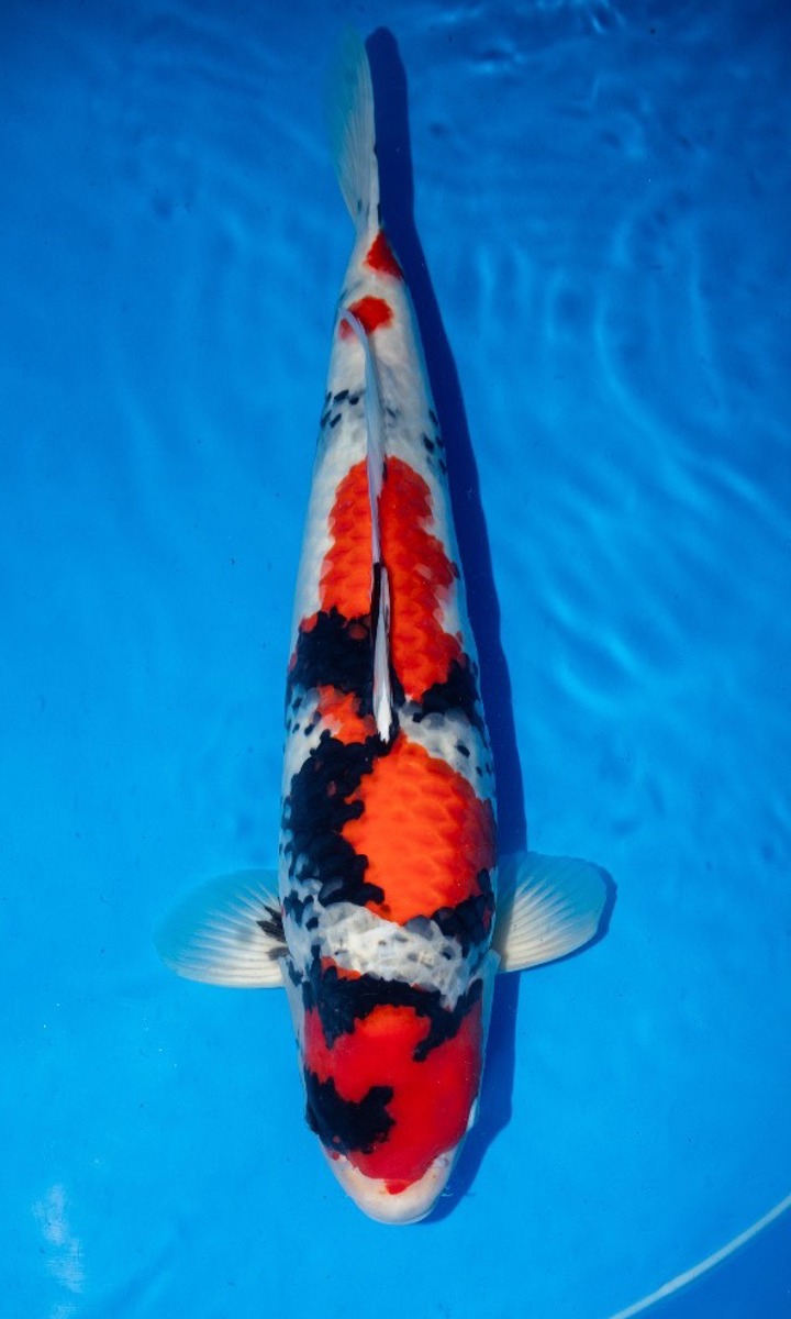 Koi picture
