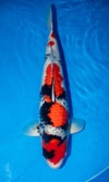 Koi