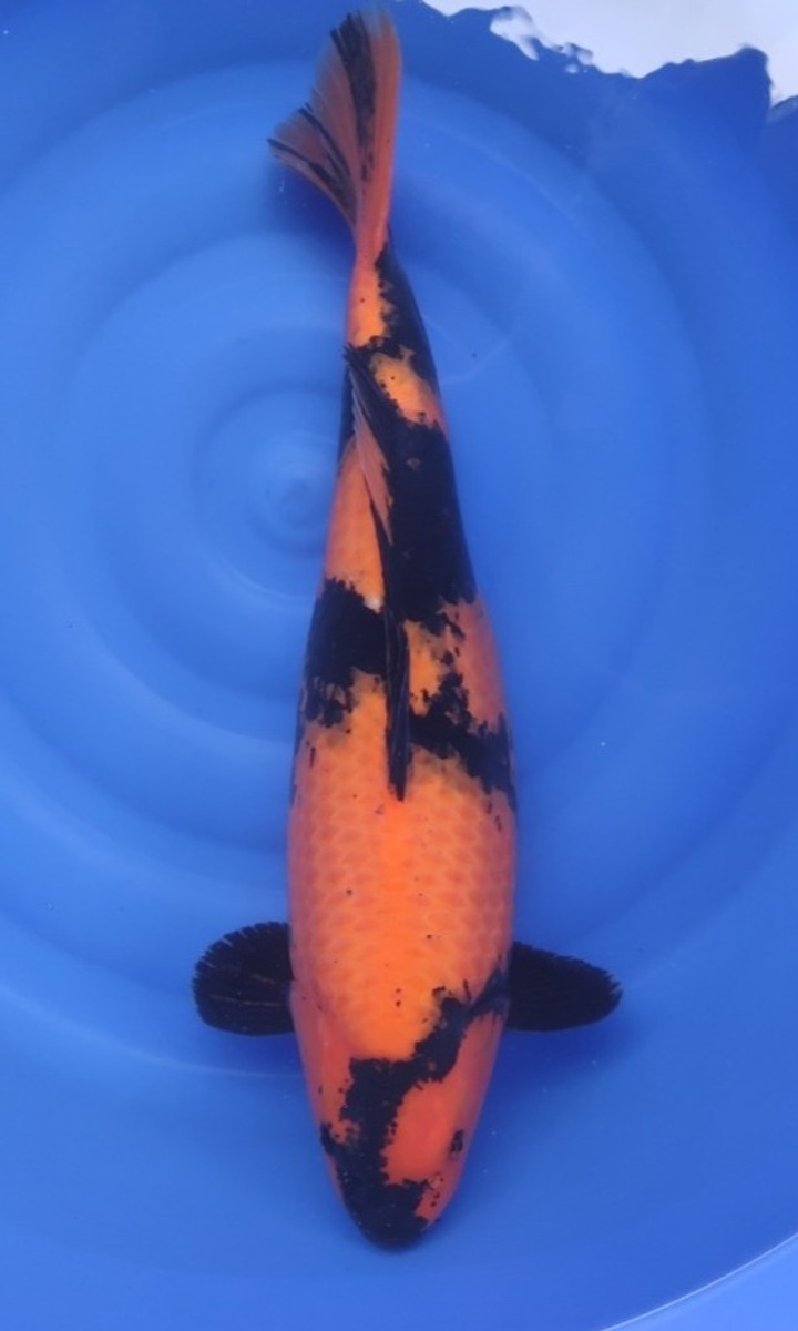 Koi picture