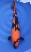 Koi