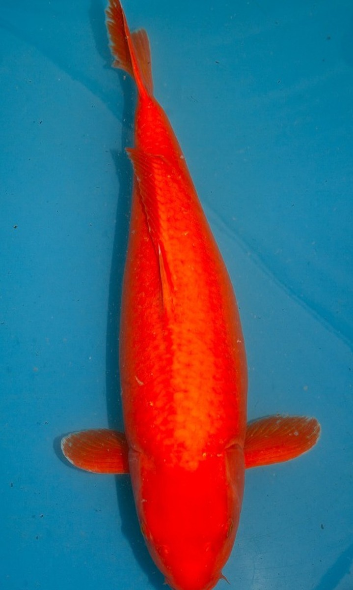 Koi picture