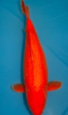 Koi