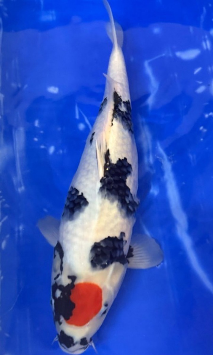 Koi picture