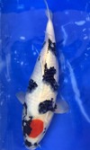 Koi