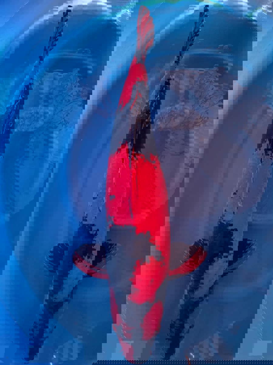Koi picture