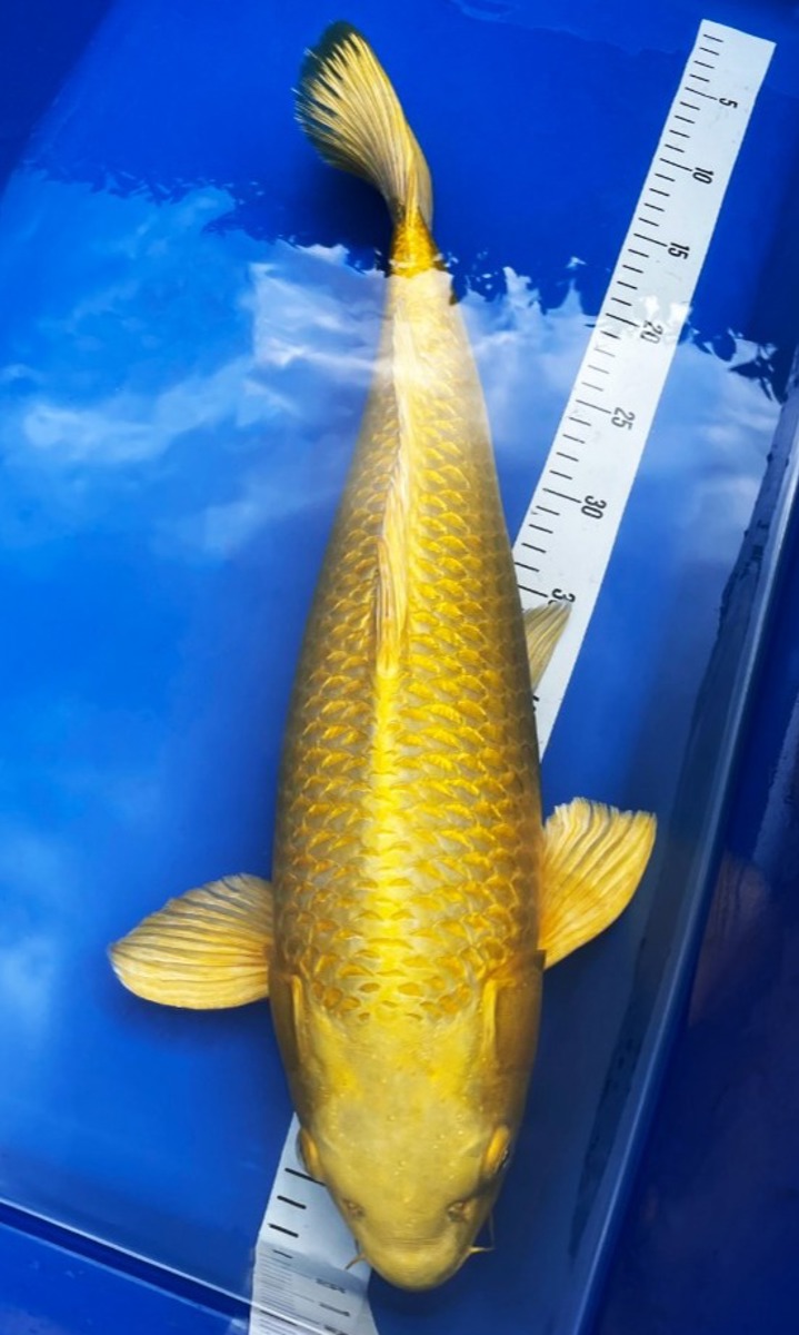 Koi picture