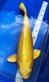 Koi