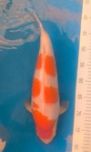 Koi