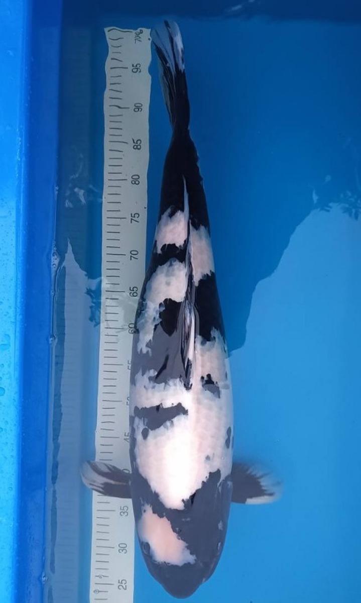 Koi picture