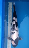 Koi