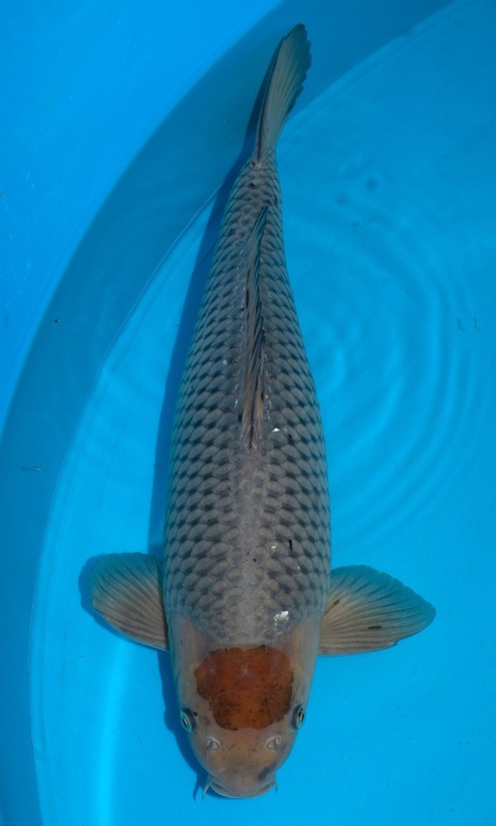 Koi picture