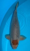 Koi