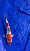 Koi