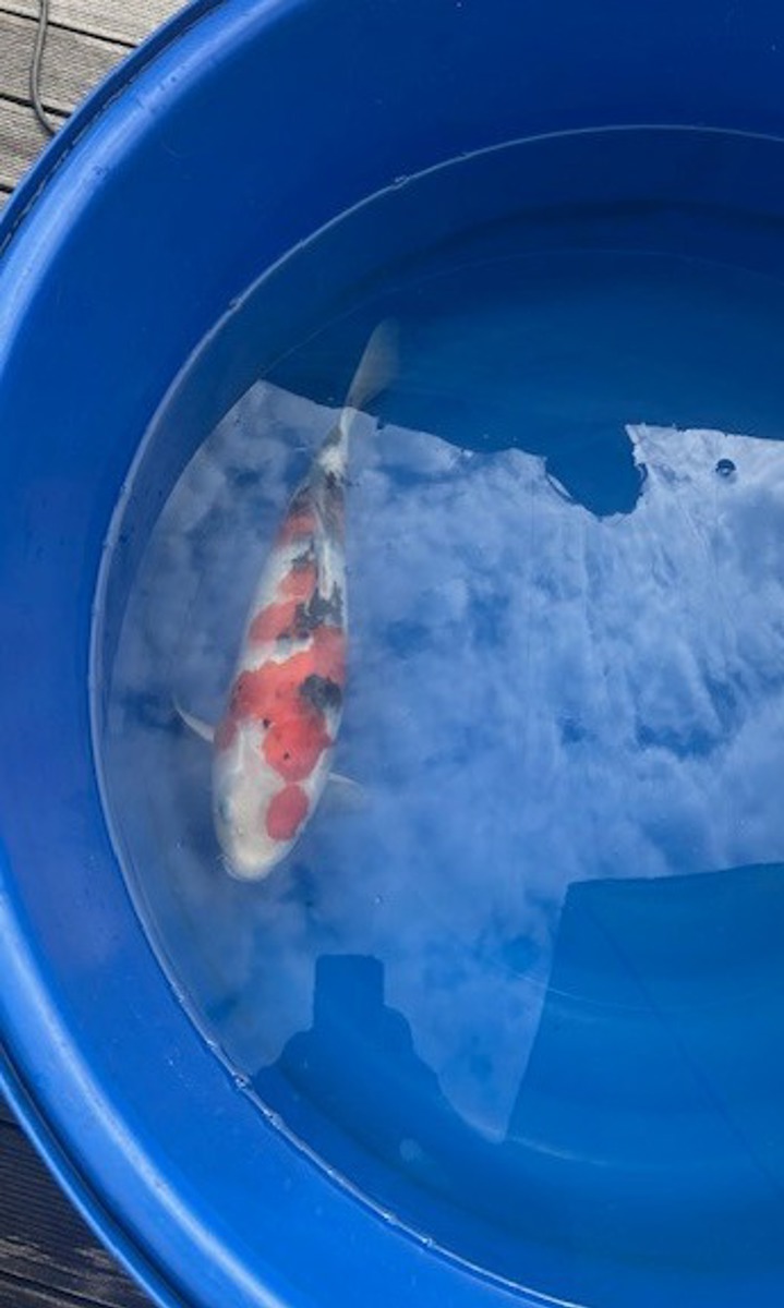 Koi picture