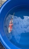 Koi