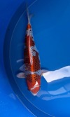 Koi