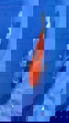 Koi