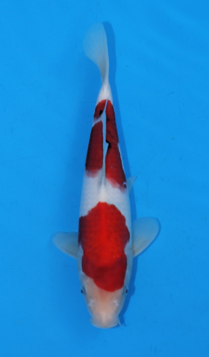 Koi picture