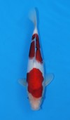 Koi