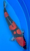 Koi